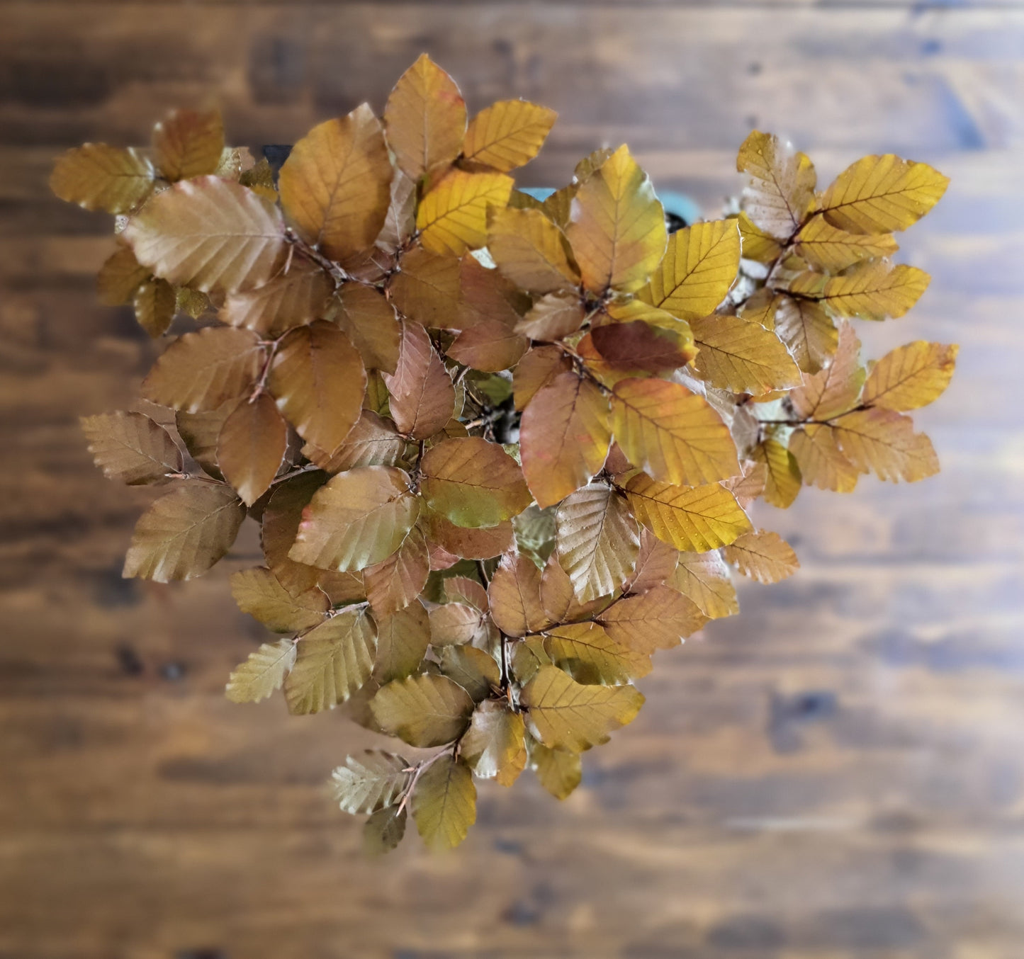 Copper Beech Bonsai - Large