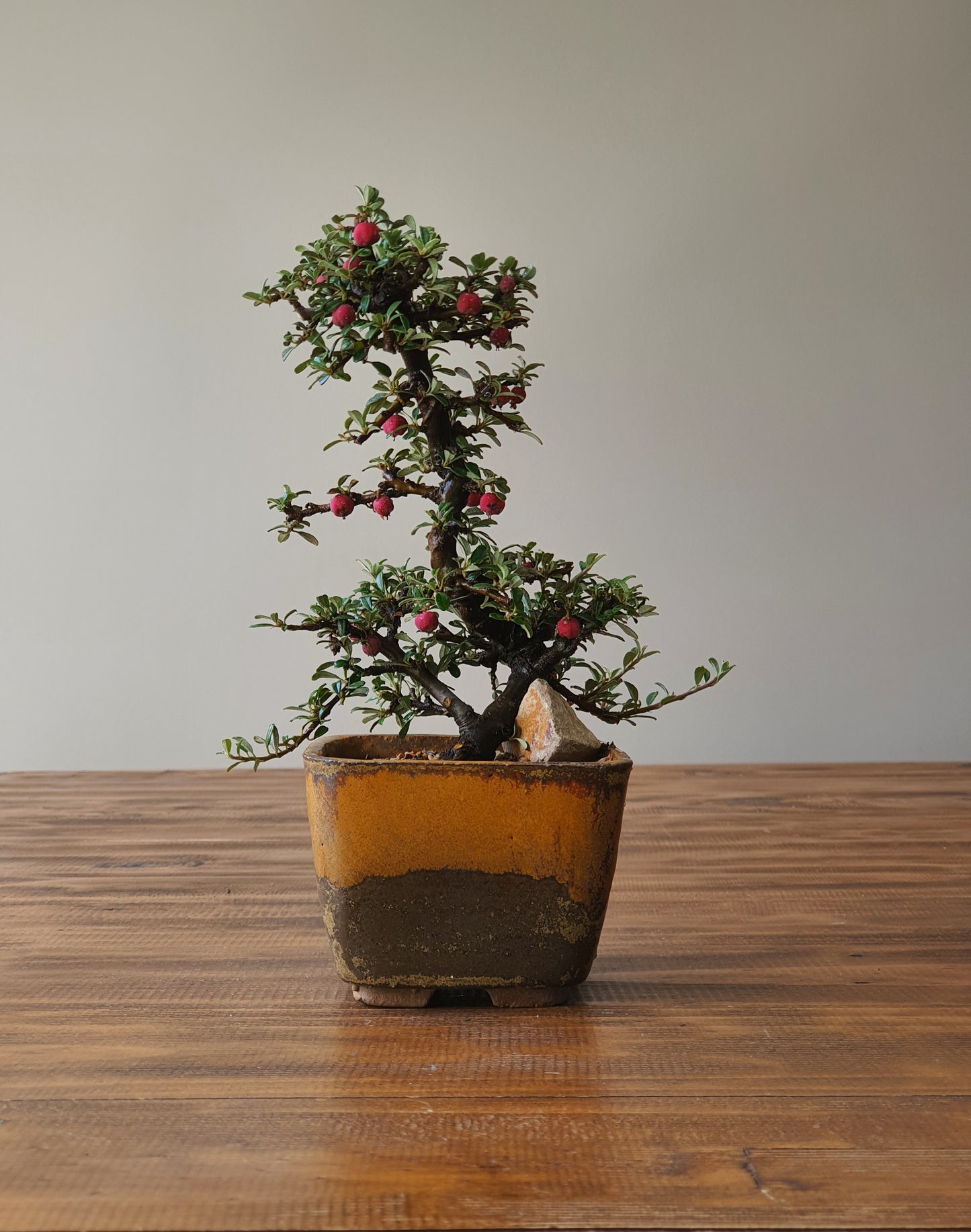 Cotoneaster Bonsai with handmade pot #02
