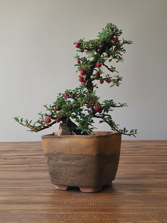 Cotoneaster Bonsai with handmade pot #02