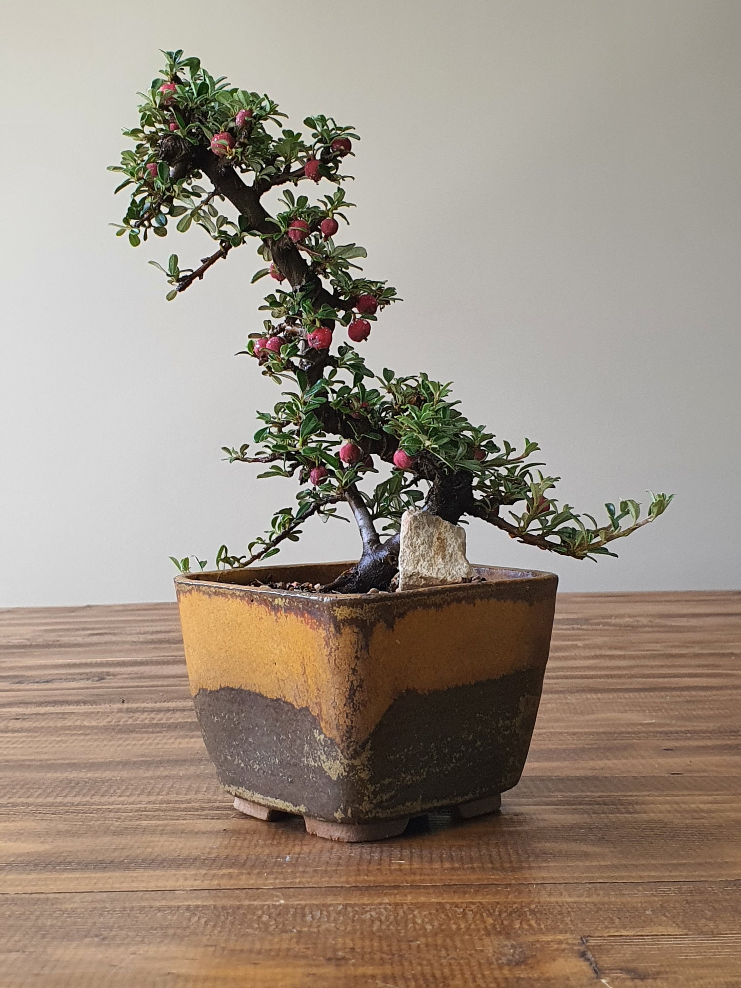 Cotoneaster Bonsai with handmade pot #02