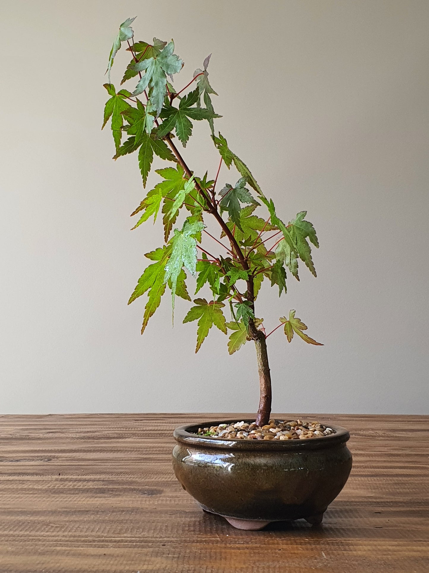 Japanese Maple Bonsai
