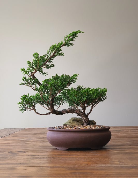 Shimpaku Juniper Bonsai