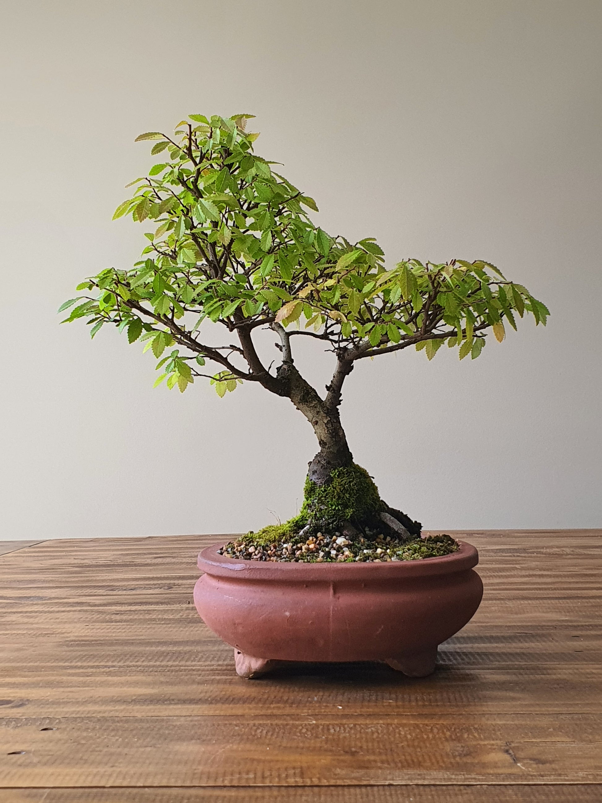 china bonsai tree Chinese Elm Bonsai – B for Bonsai