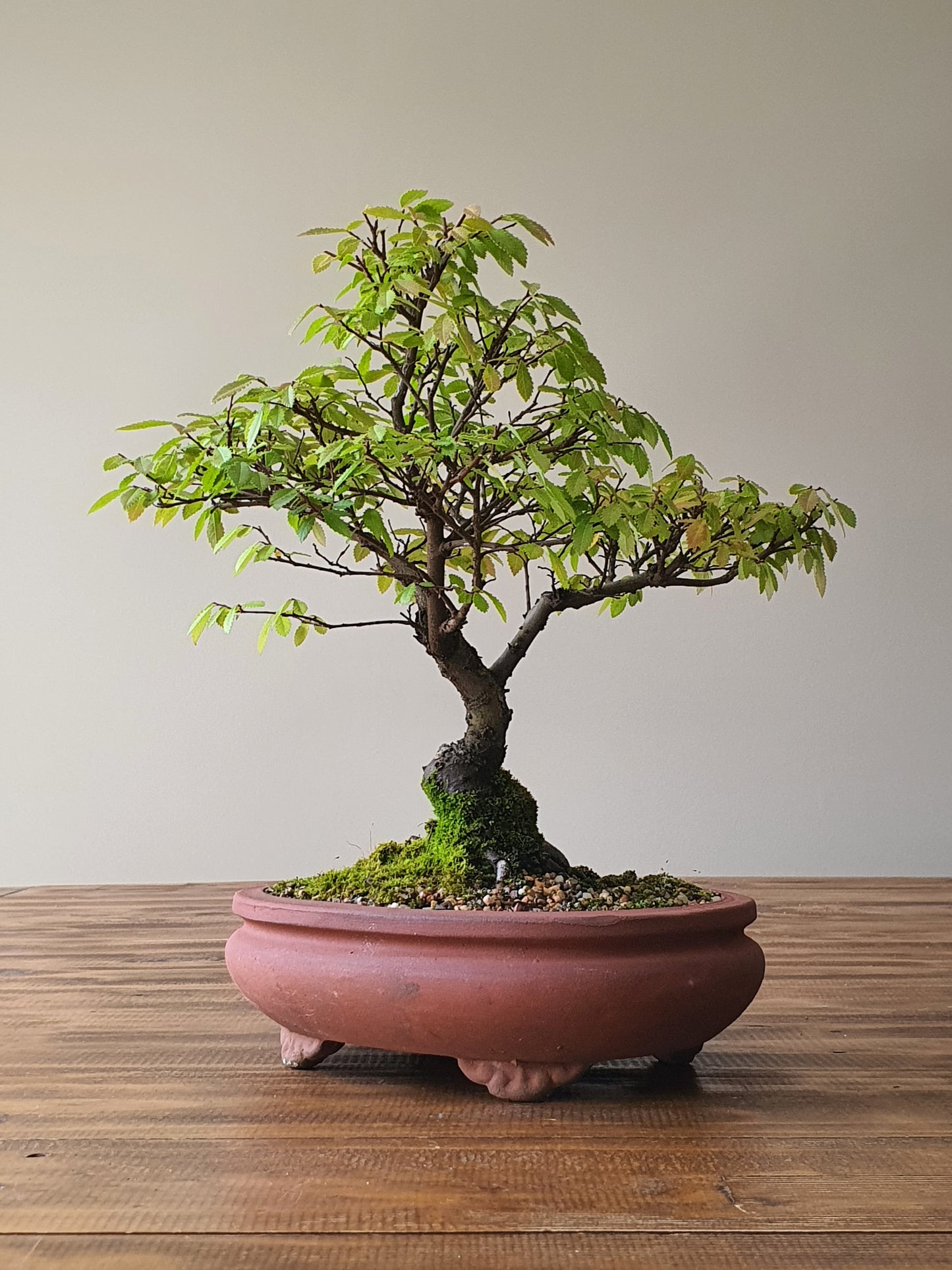 Chinese Elm Bonsai