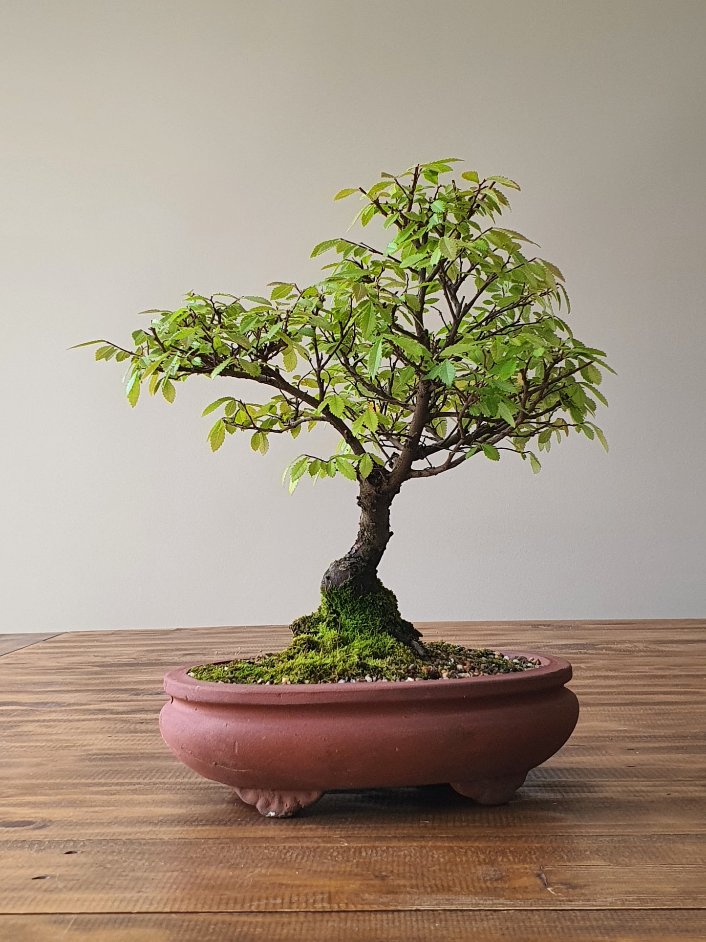 Chinese Elm Bonsai