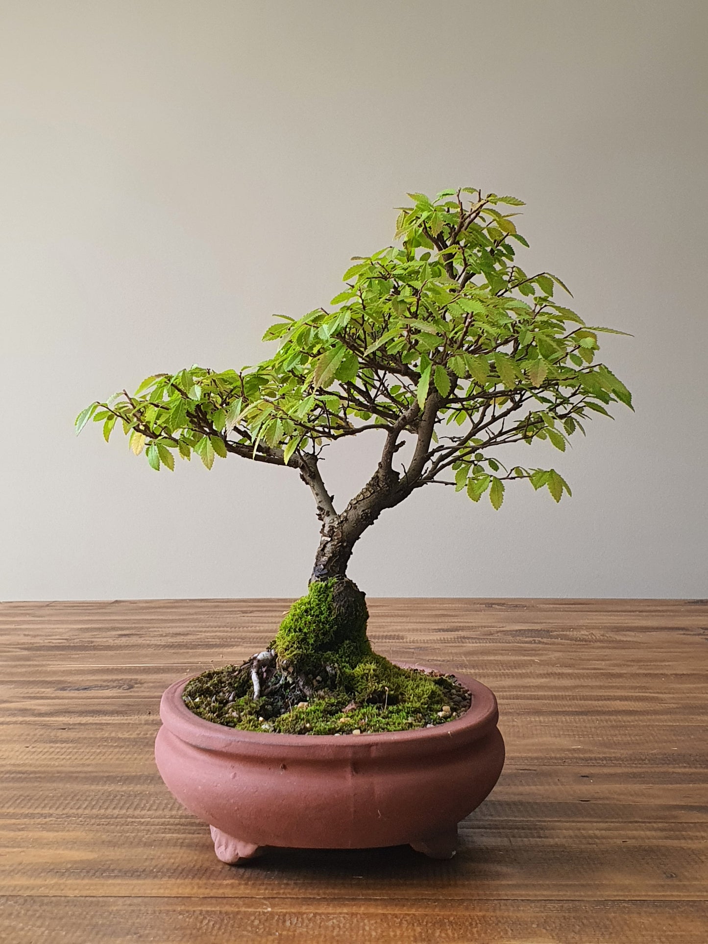 Chinese Elm Bonsai