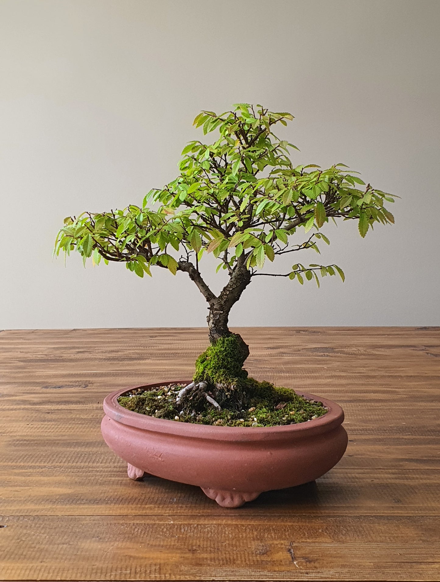 Chinese Elm Bonsai