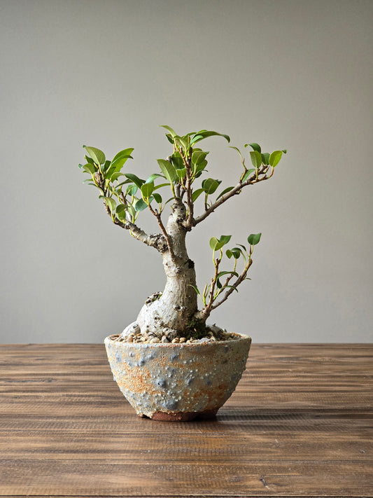 Ficus Rubiginosa (Port Jackson Fig) Bonsai in handmade pot #03