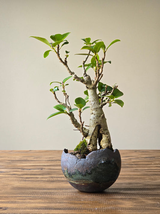 Ficus Rubiginosa (Port Jackson Fig) Bonsai in handmade pot #04