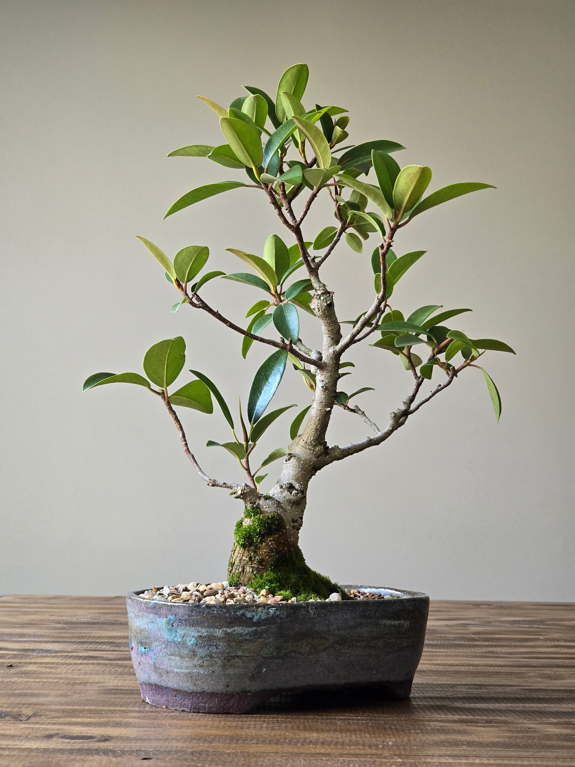 moreton bay fig tree bonsai SOLD – B for Bonsai