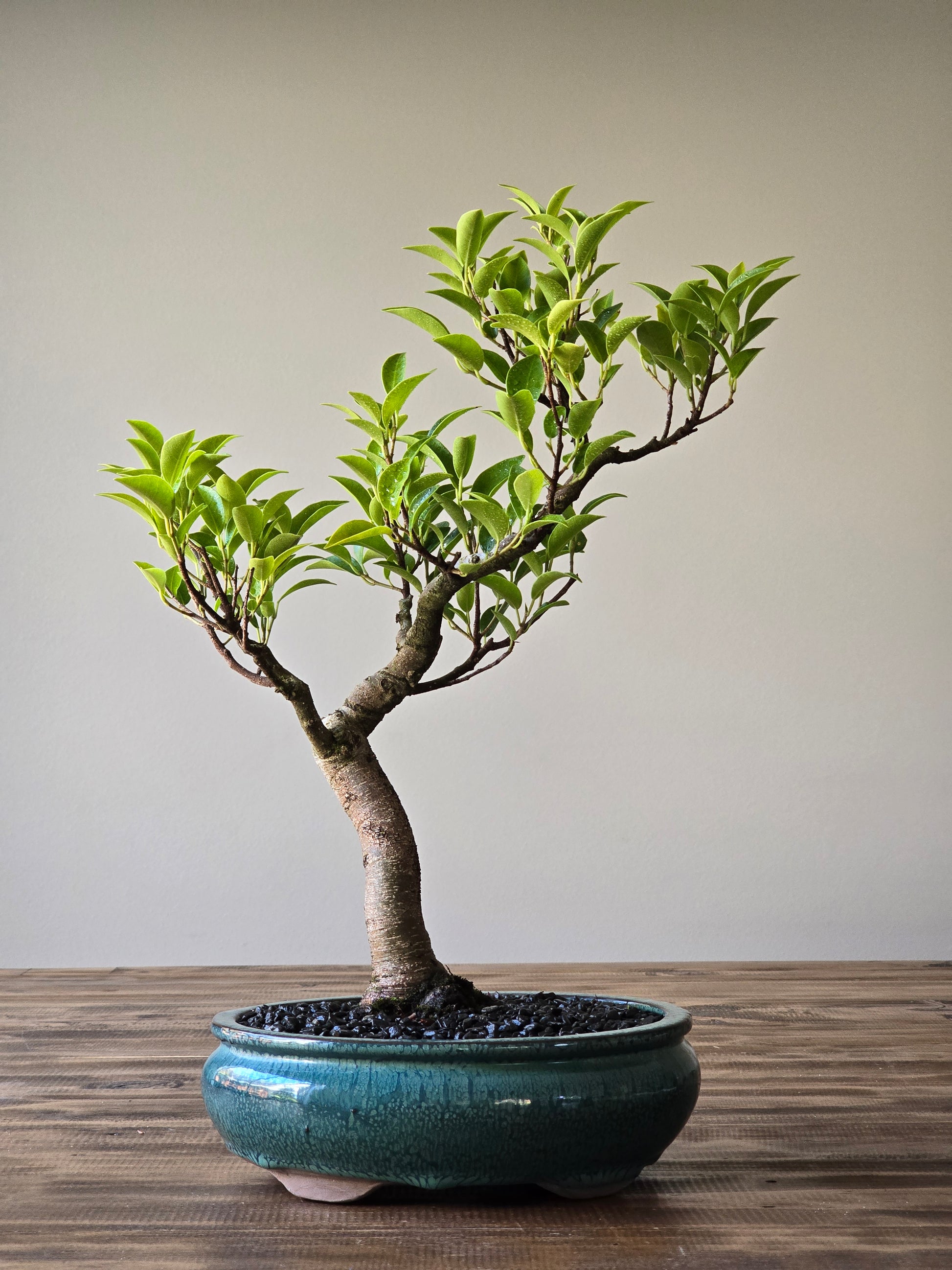 fig tree bonsai pictures Ficus Rubiginosa (Port Jackson Fig) Bonsai #06 – B for Bonsai