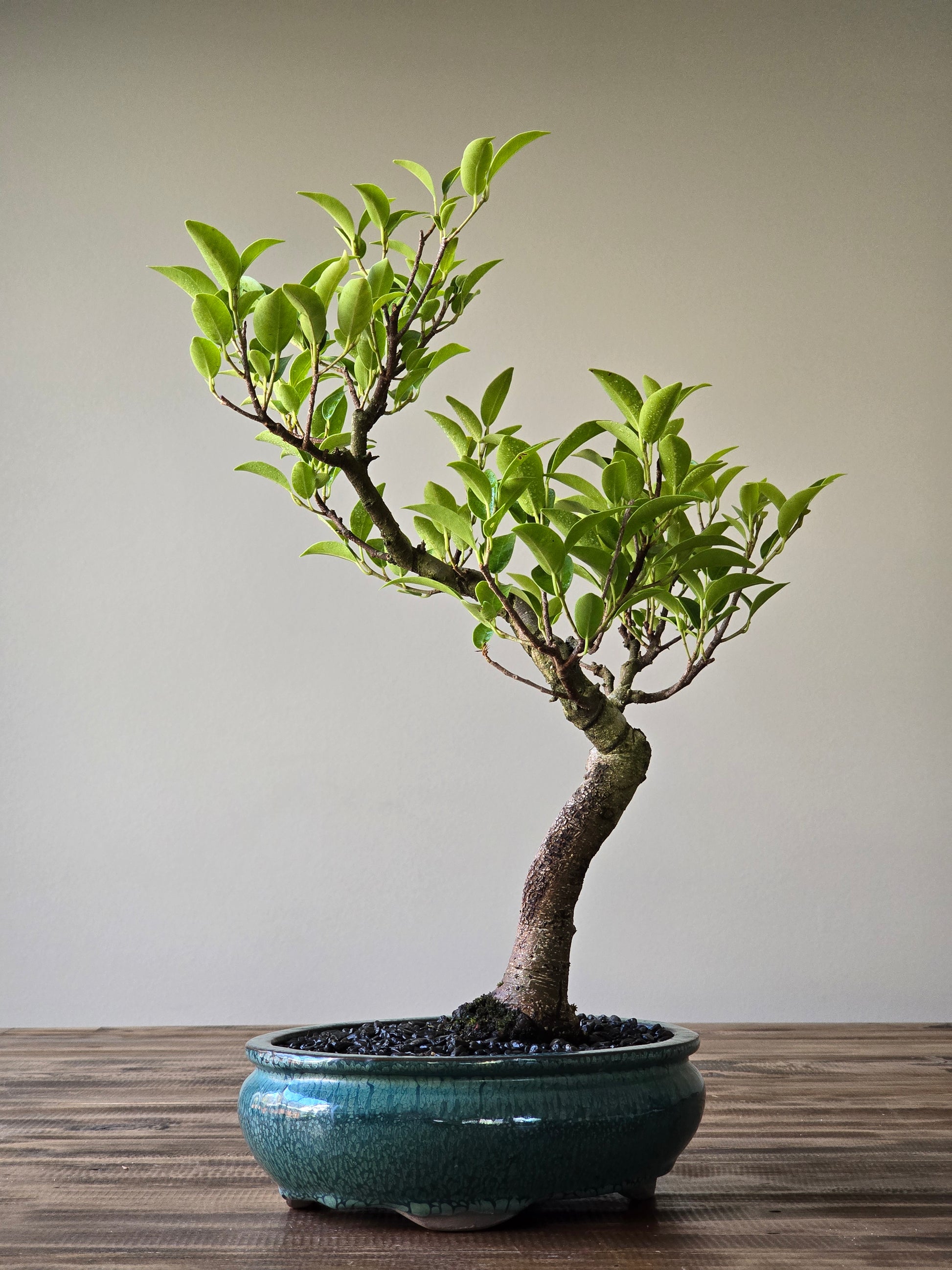 golden gate ficus bonsai tree Ficus Rubiginosa (Port Jackson Fig) Bonsai #06 – B for Bonsai