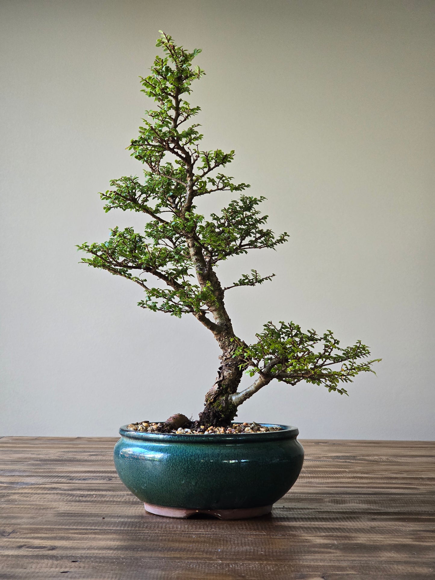 Large Seiju Elm Bonsai