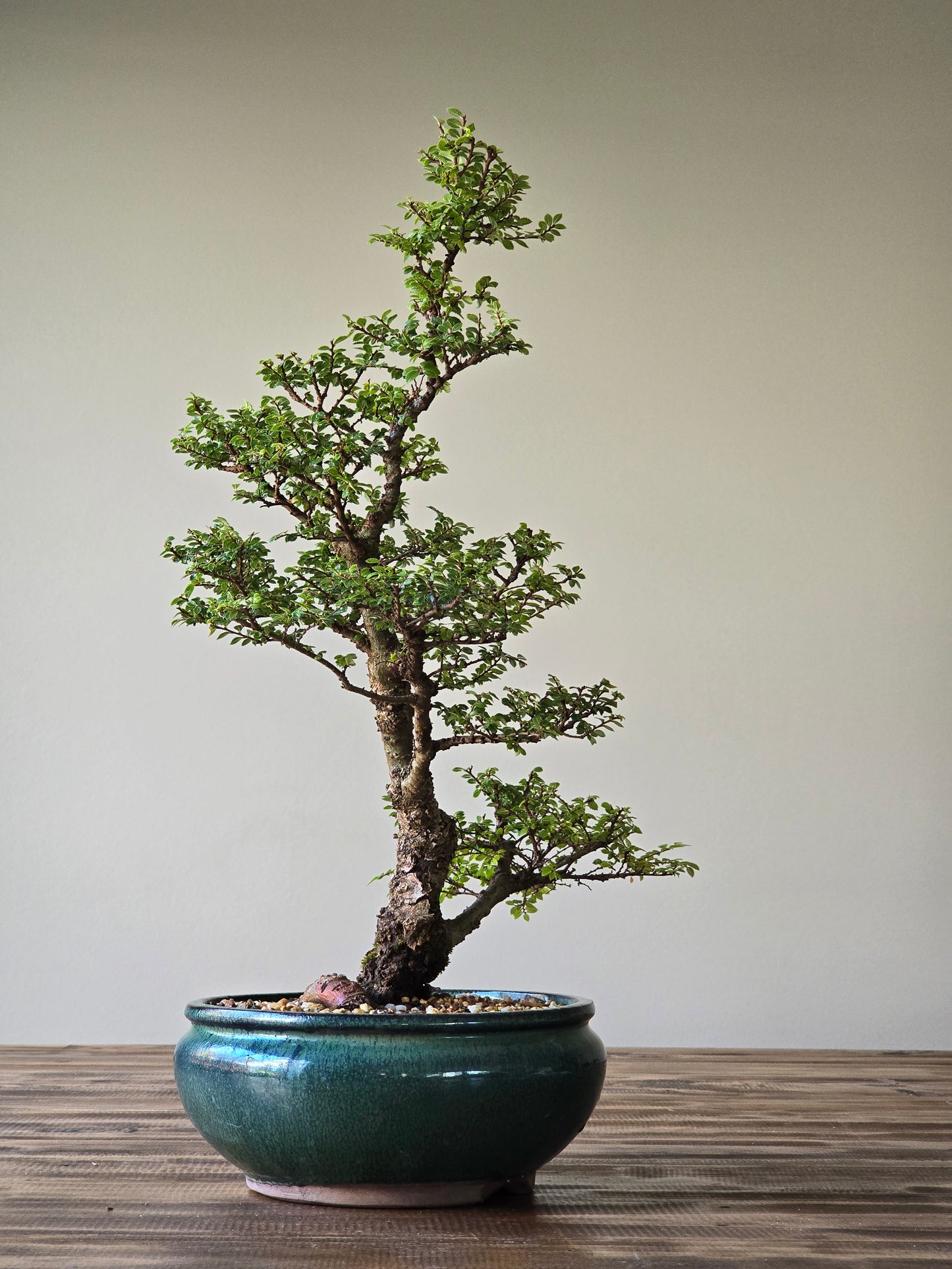 Large Seiju Elm Bonsai