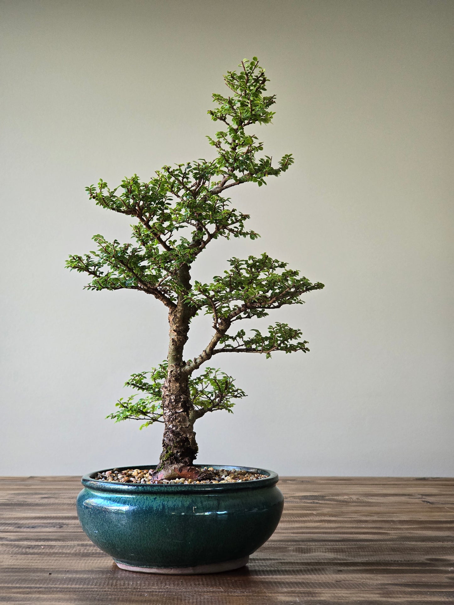 Large Seiju Elm Bonsai