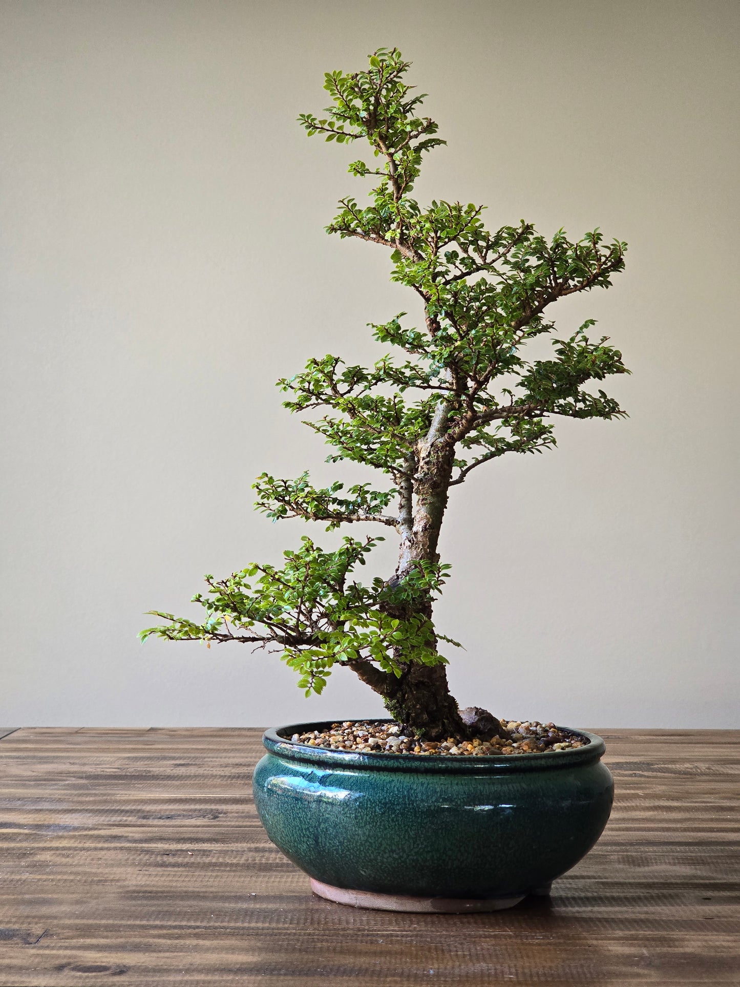 Large Seiju Elm Bonsai