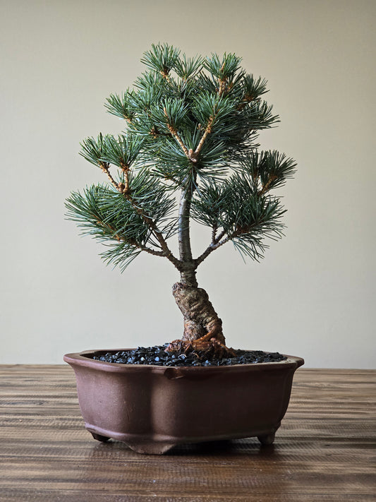 Japanese White Pine Bonsai #002