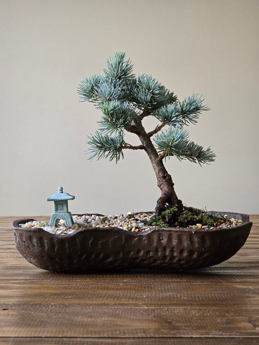 Atlantic Blue Cedar Bonsai