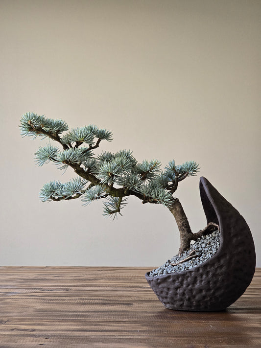 Atlantic Blue Cedar Bonsai #002