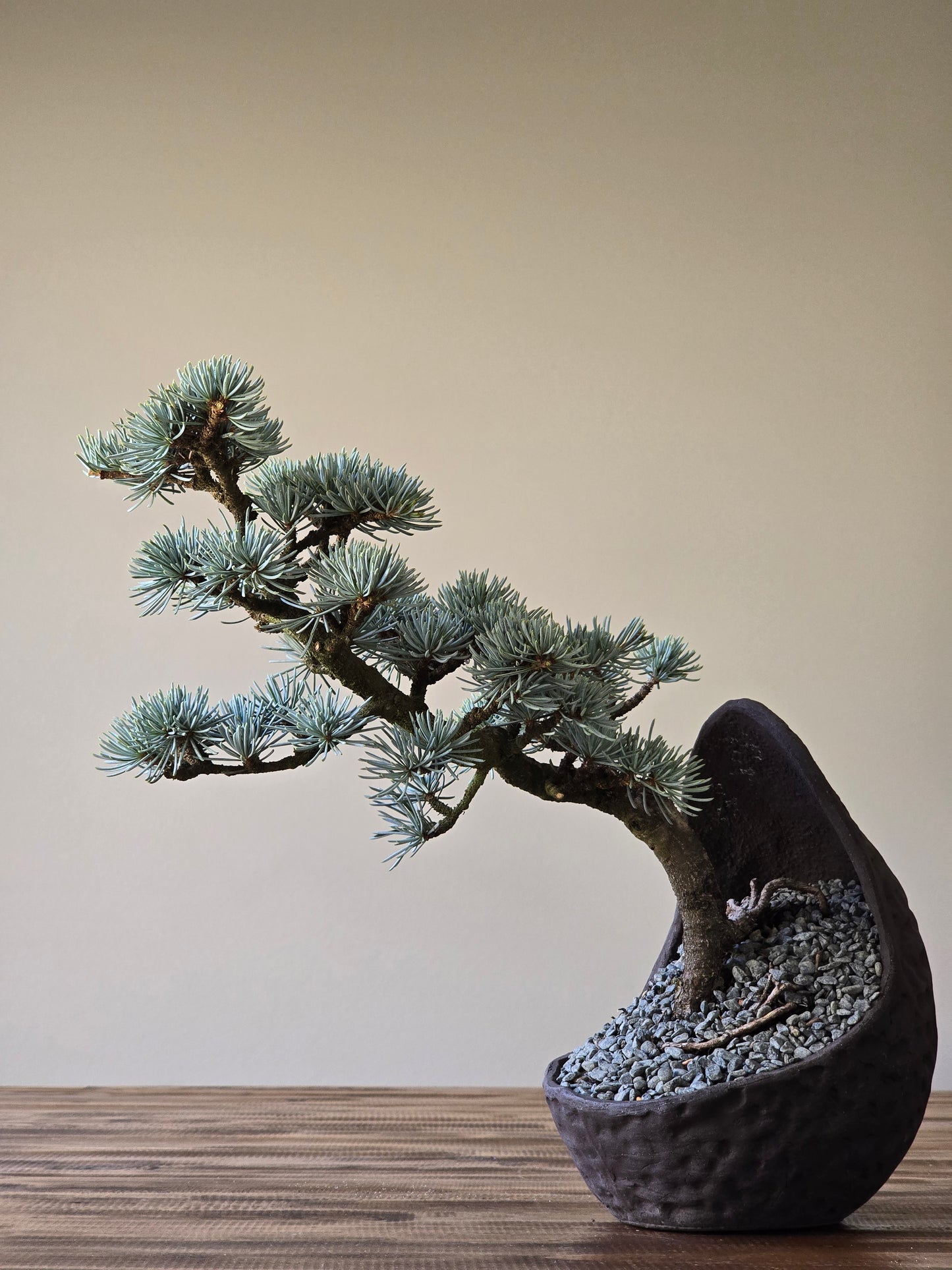 Atlantic Blue Cedar Bonsai #002