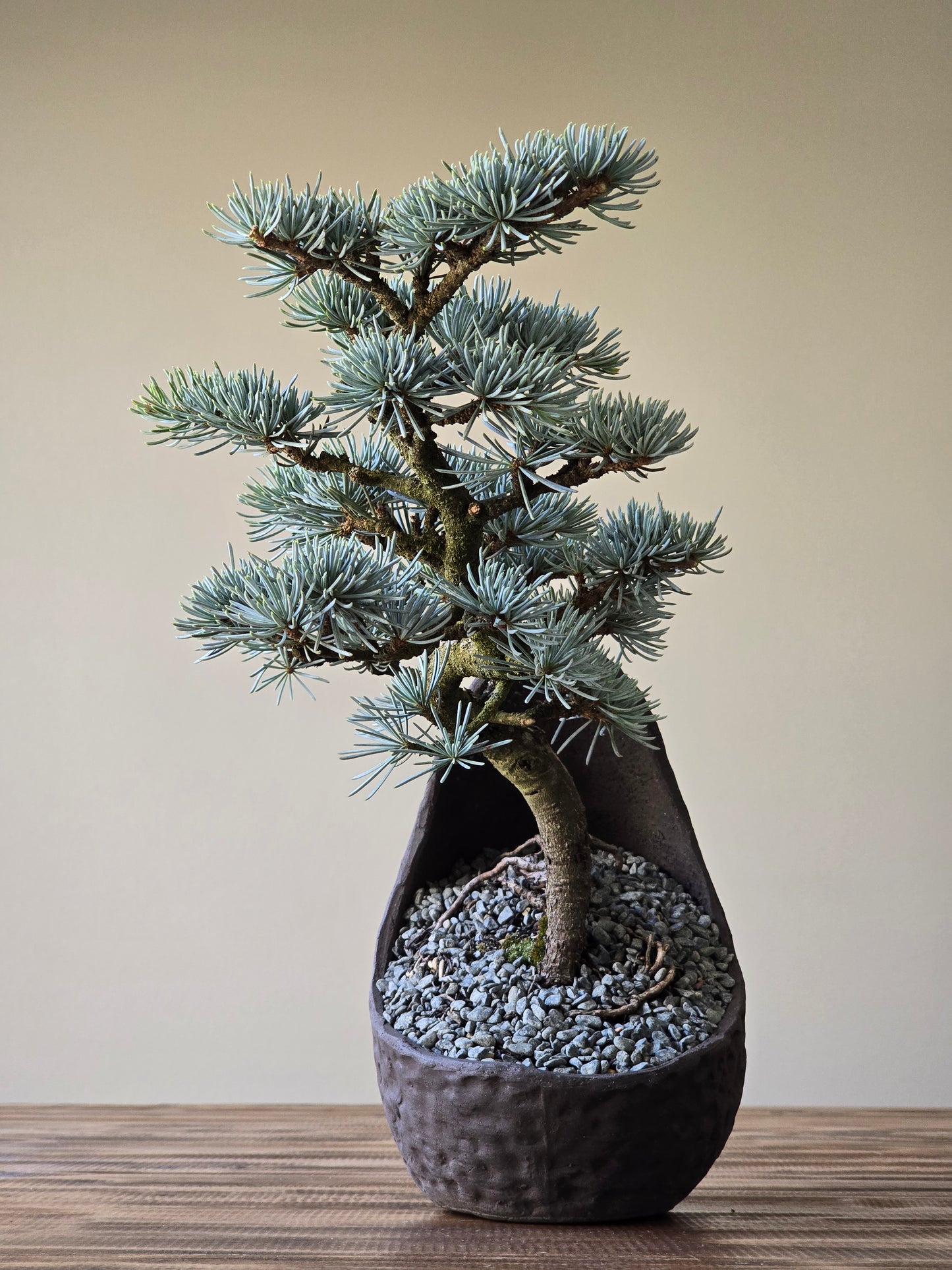 Atlantic Blue Cedar Bonsai #002