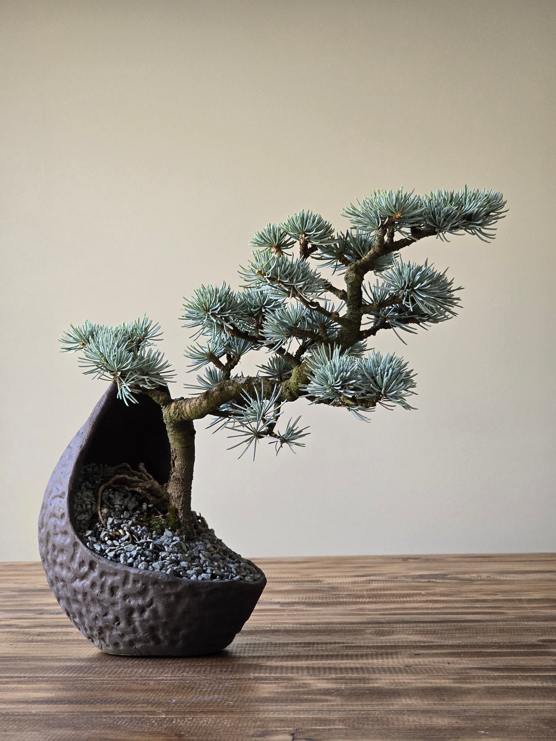 cedar bonsai tree for sale Atlantic Blue Cedar Bonsai #002 – B for Bonsai