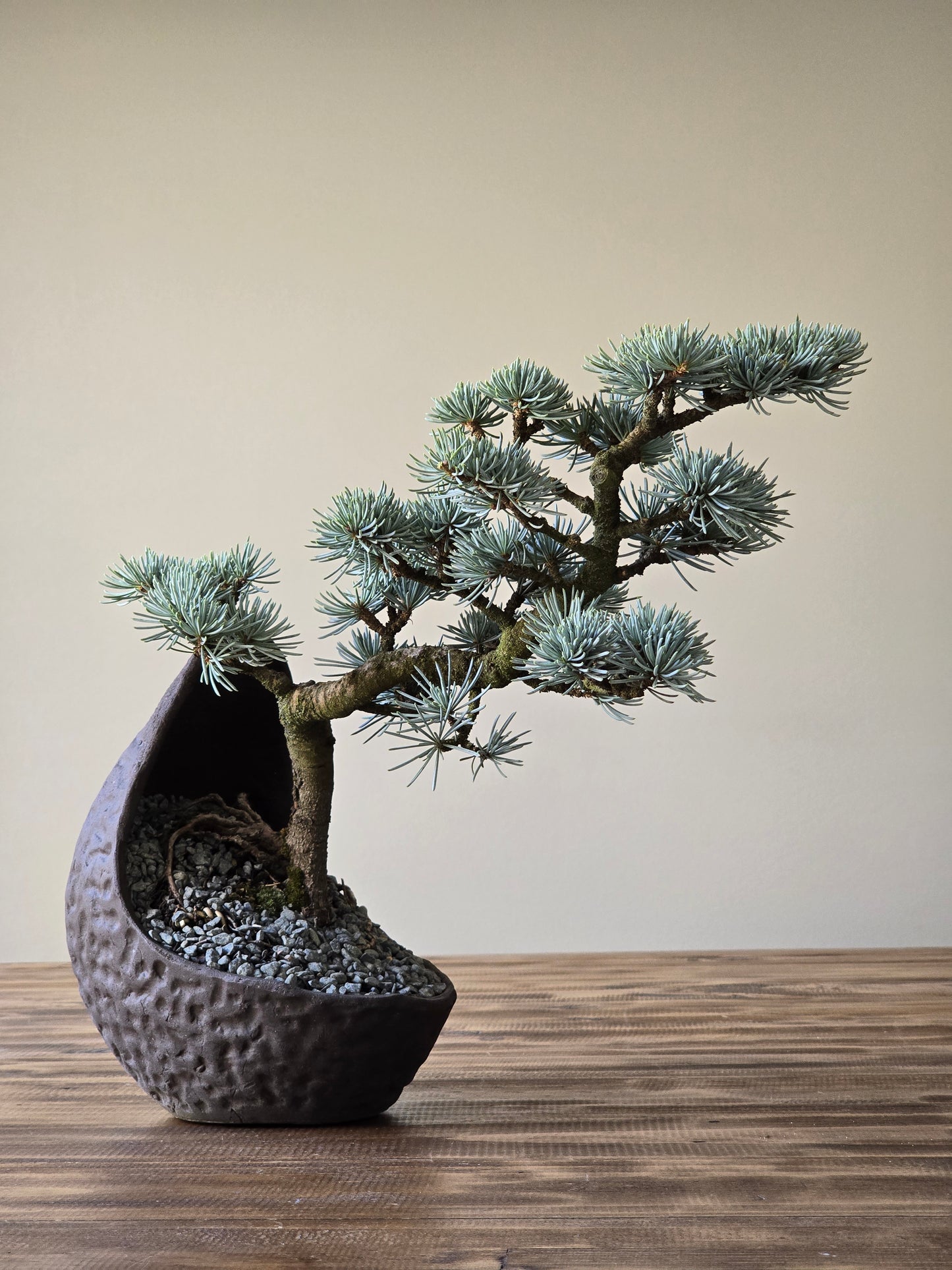 Atlantic Blue Cedar Bonsai #002