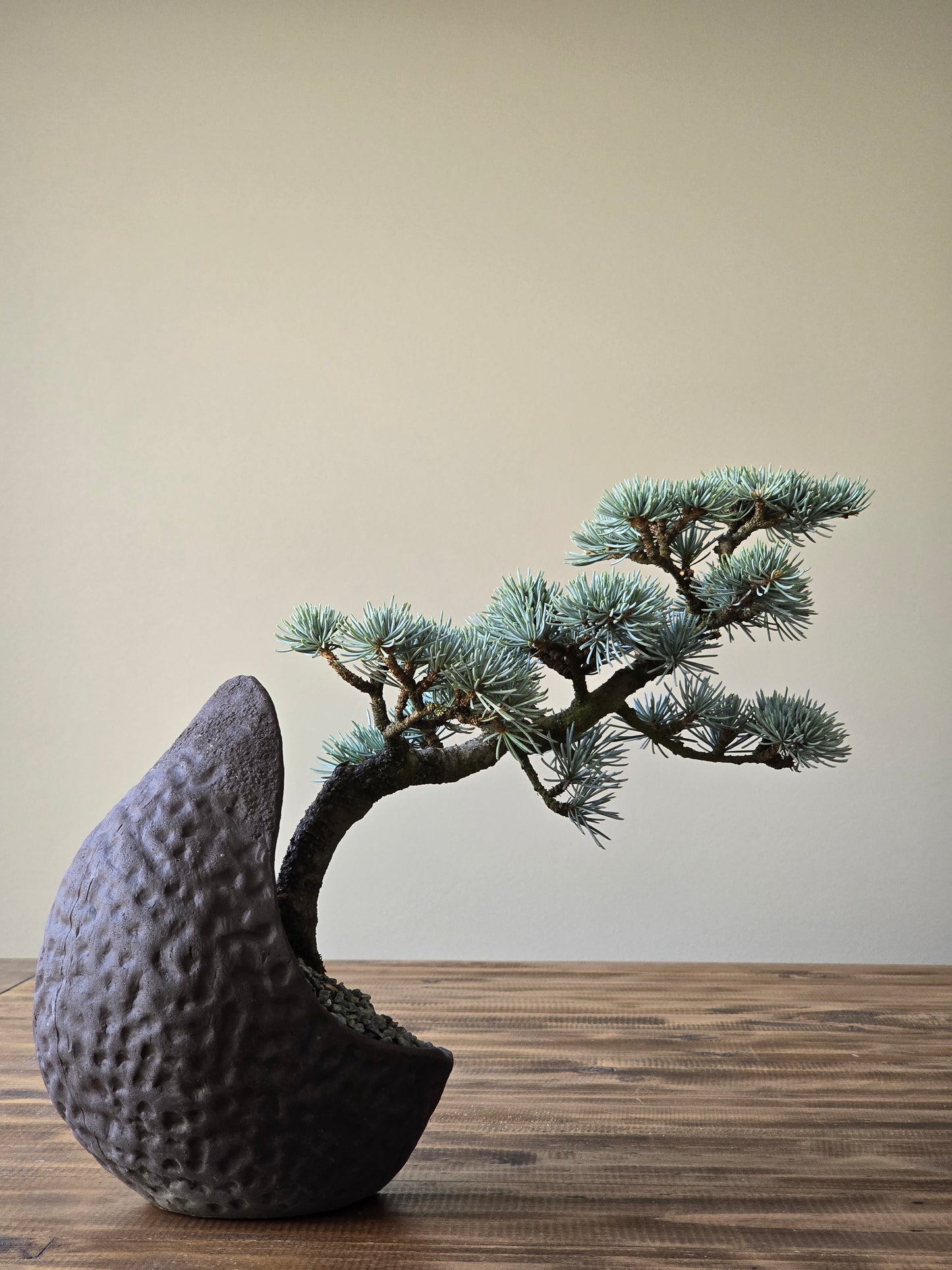 Atlantic Blue Cedar Bonsai #002