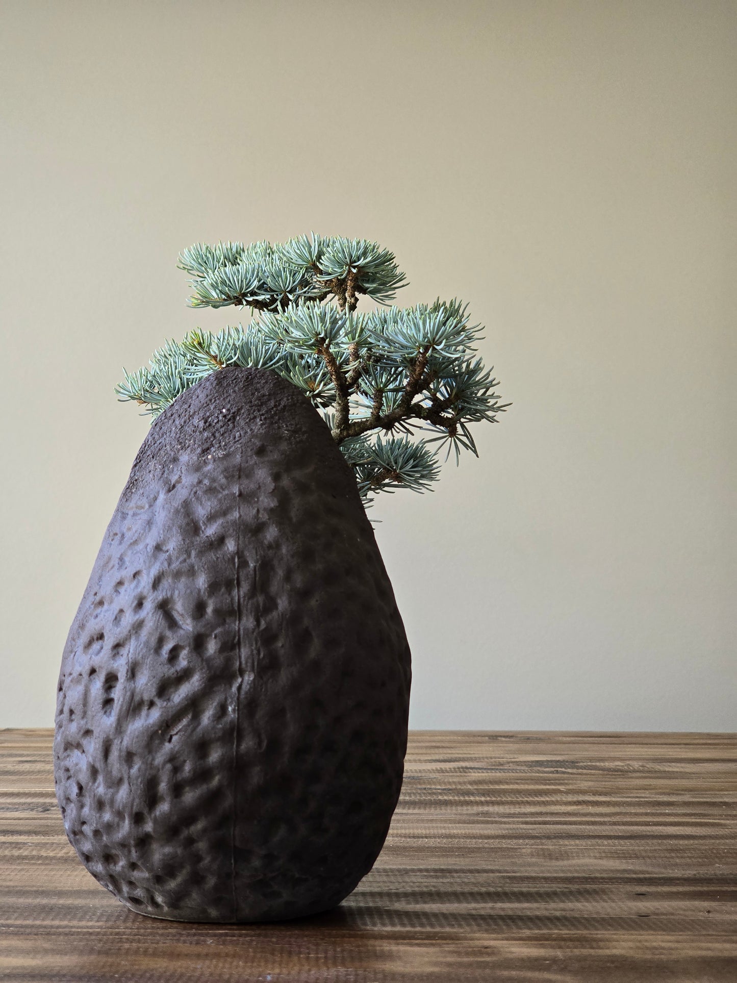Atlantic Blue Cedar Bonsai #002