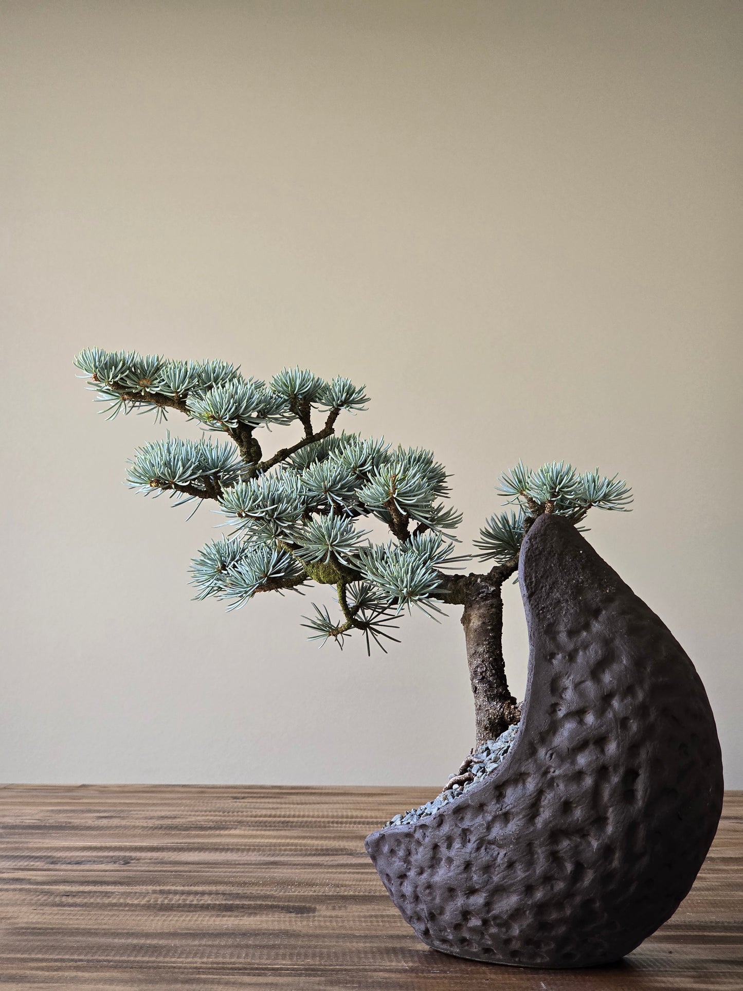 Atlantic Blue Cedar Bonsai #002