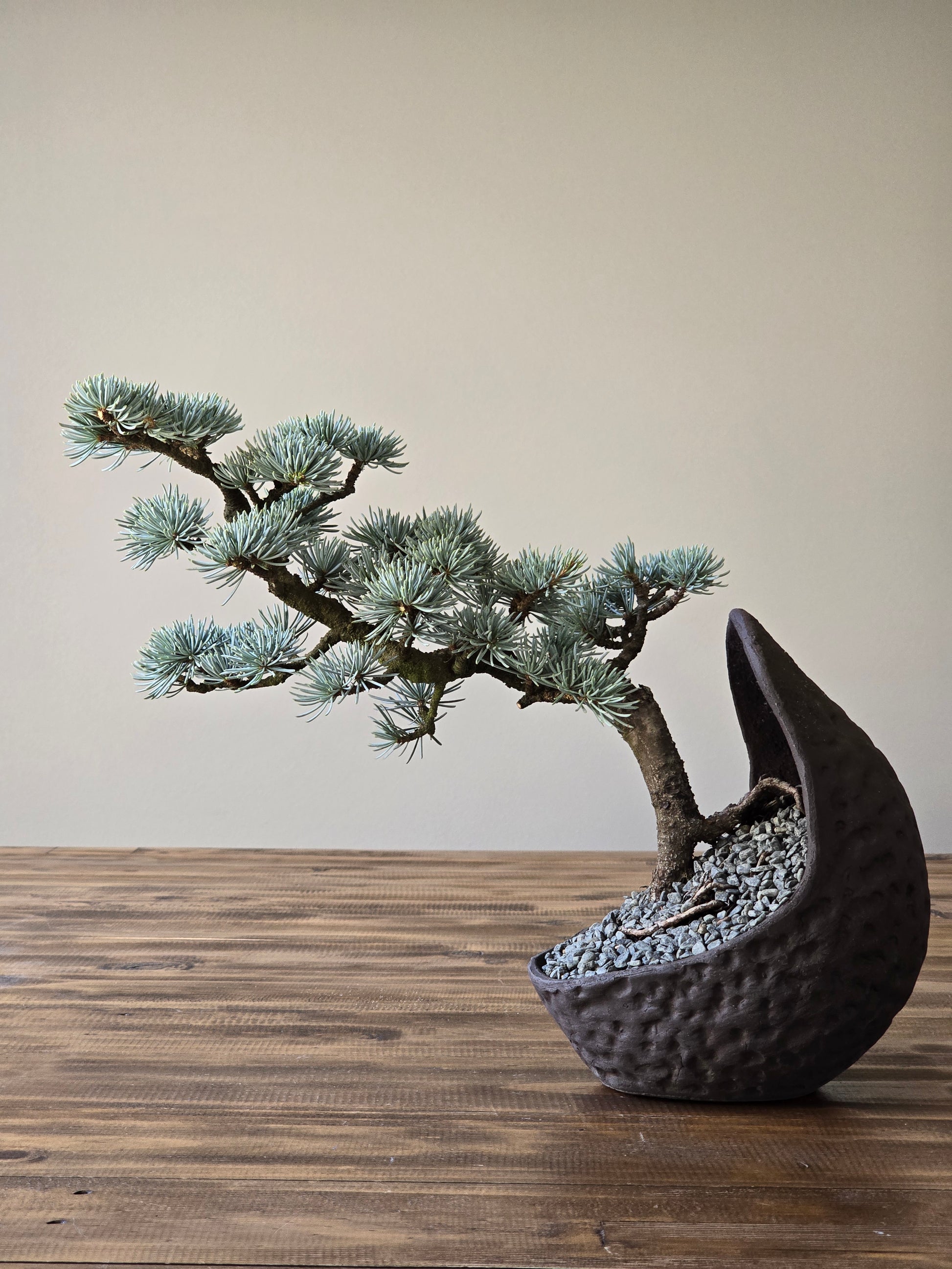 blue bonsai tree for sale Atlantic Blue Cedar Bonsai #002 – B for Bonsai