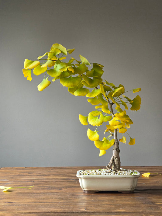 Gingko Bonsai #001