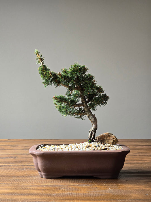 Cedrus Libani (Kenwith) Bonsai  #01