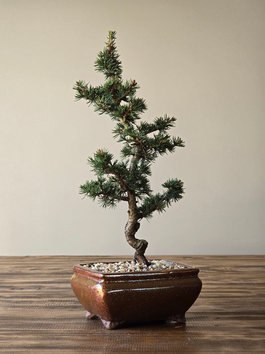 Cedrus Libani (Kenwith) Bonsai  #02