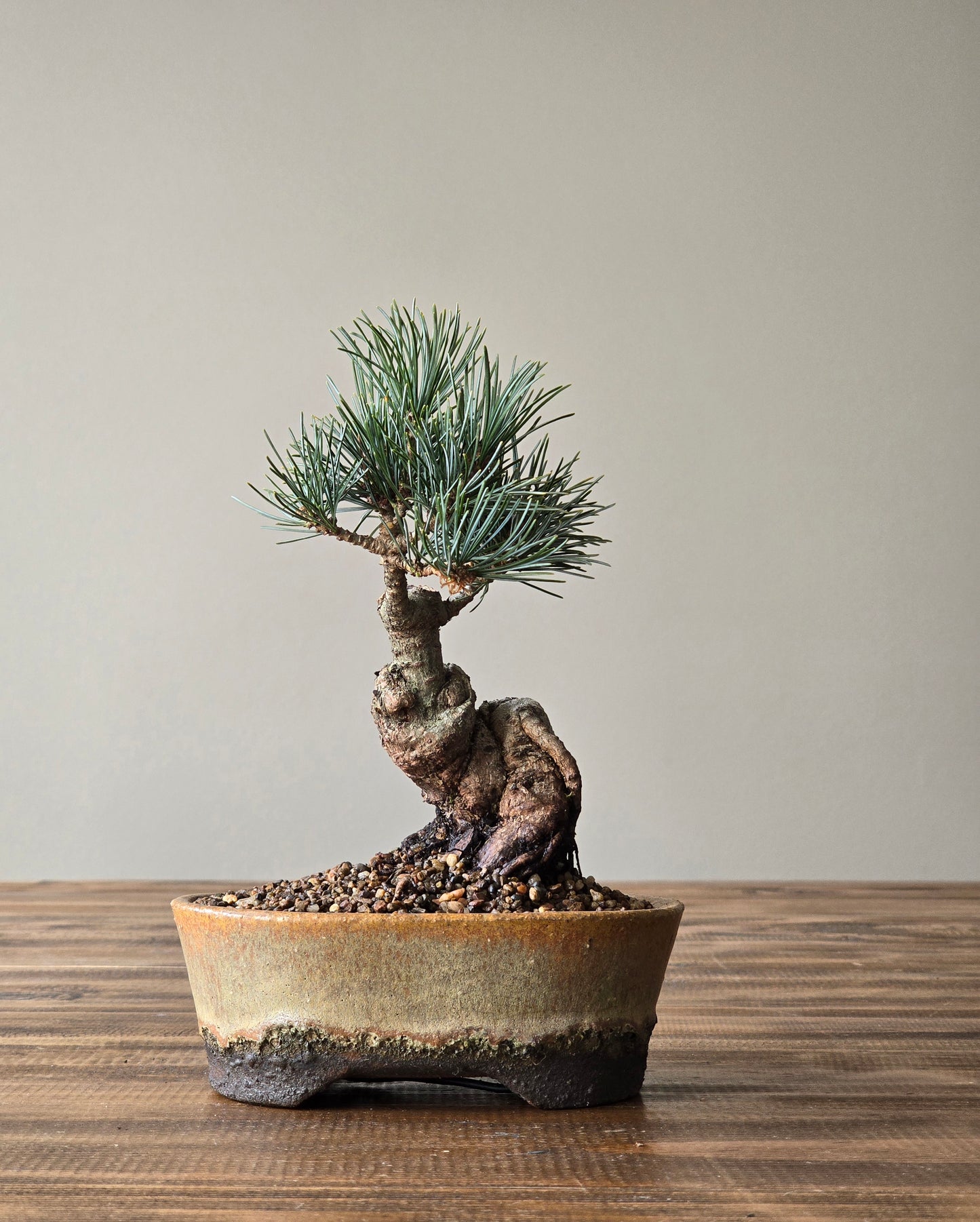 Japanese White Pine in handmade pot