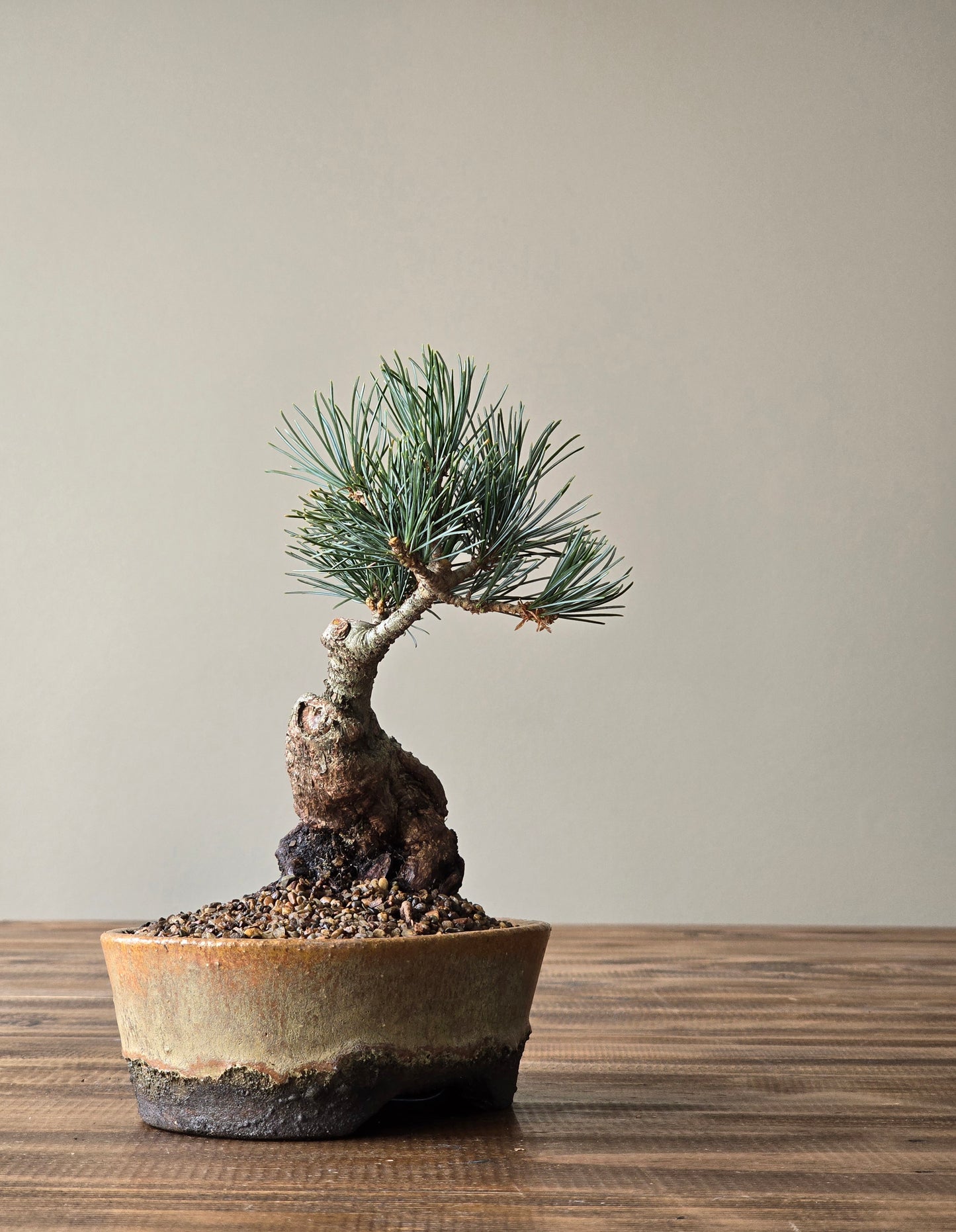 Japanese White Pine in handmade pot