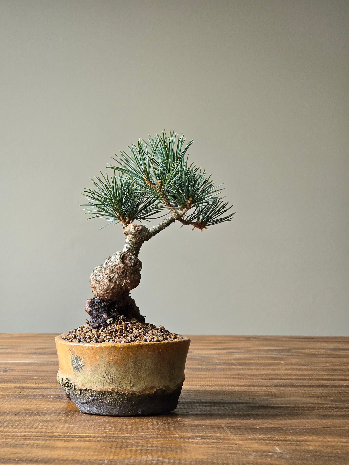 Japanese White Pine in handmade pot