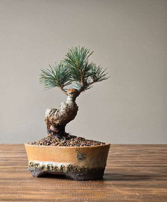 Japanese White Pine in handmade pot