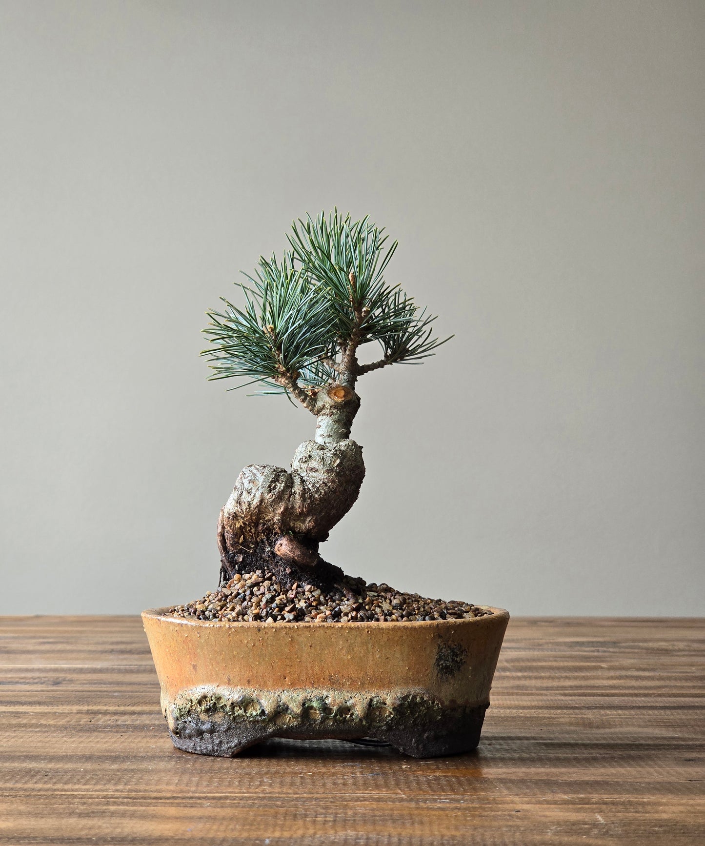 Japanese White Pine in handmade pot