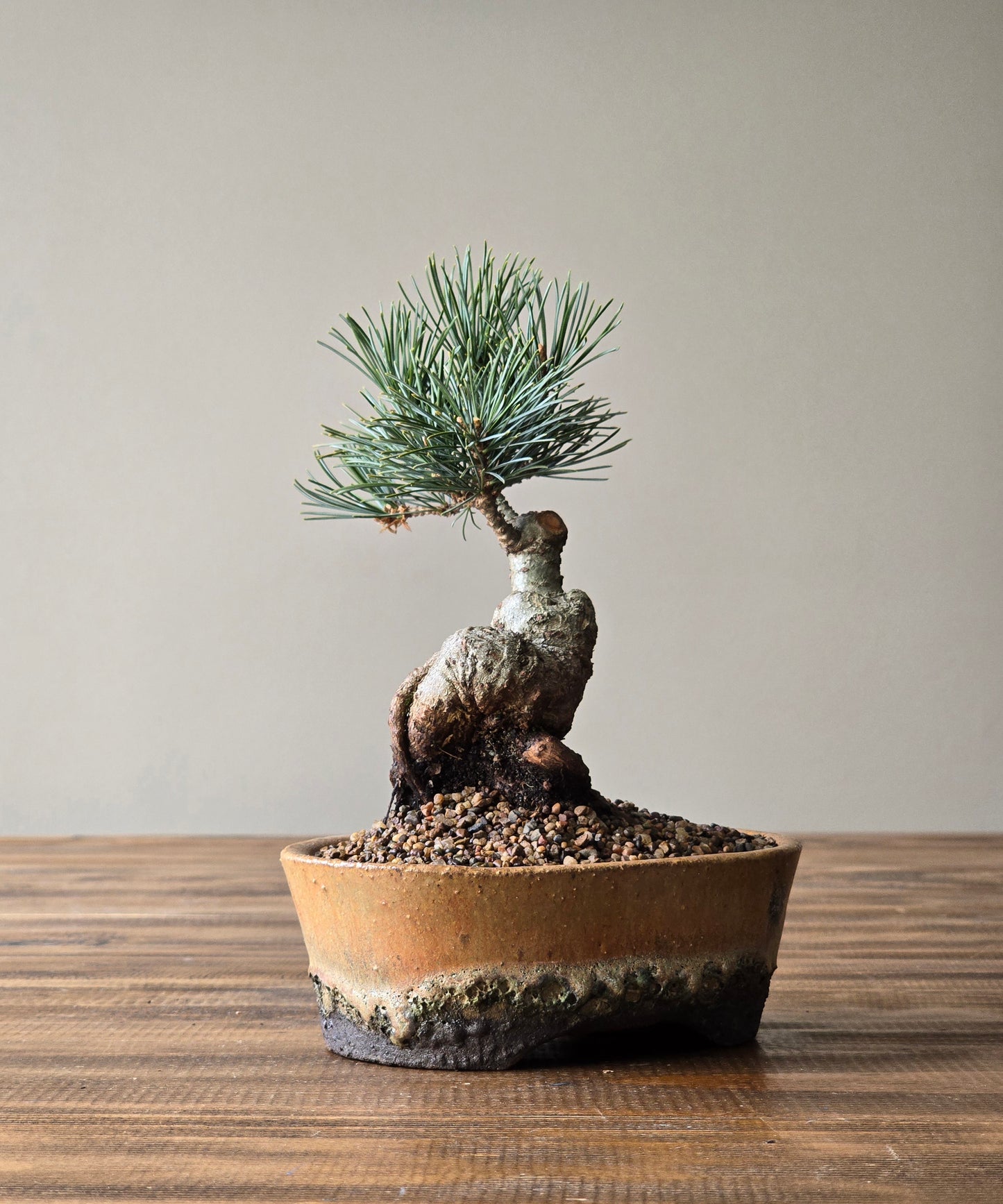Japanese White Pine in handmade pot