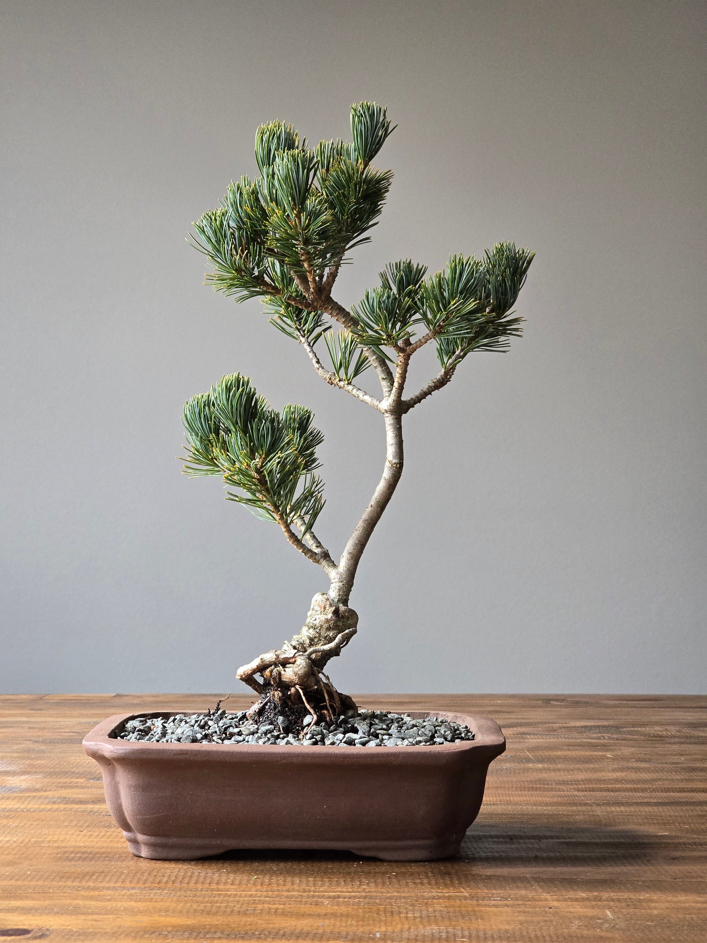 Japanese White Pine (Fukai)