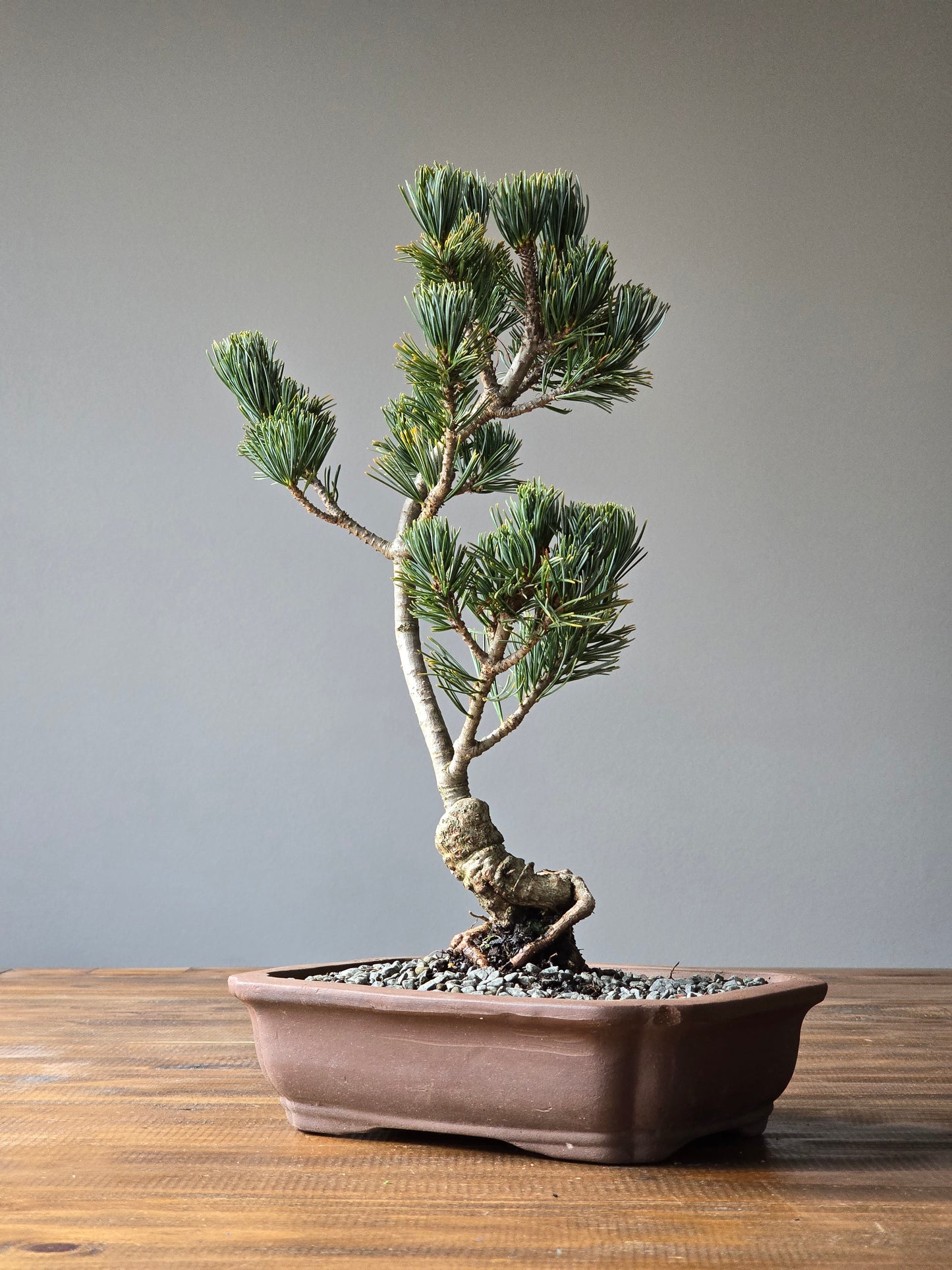 Japanese White Pine (Fukai)
