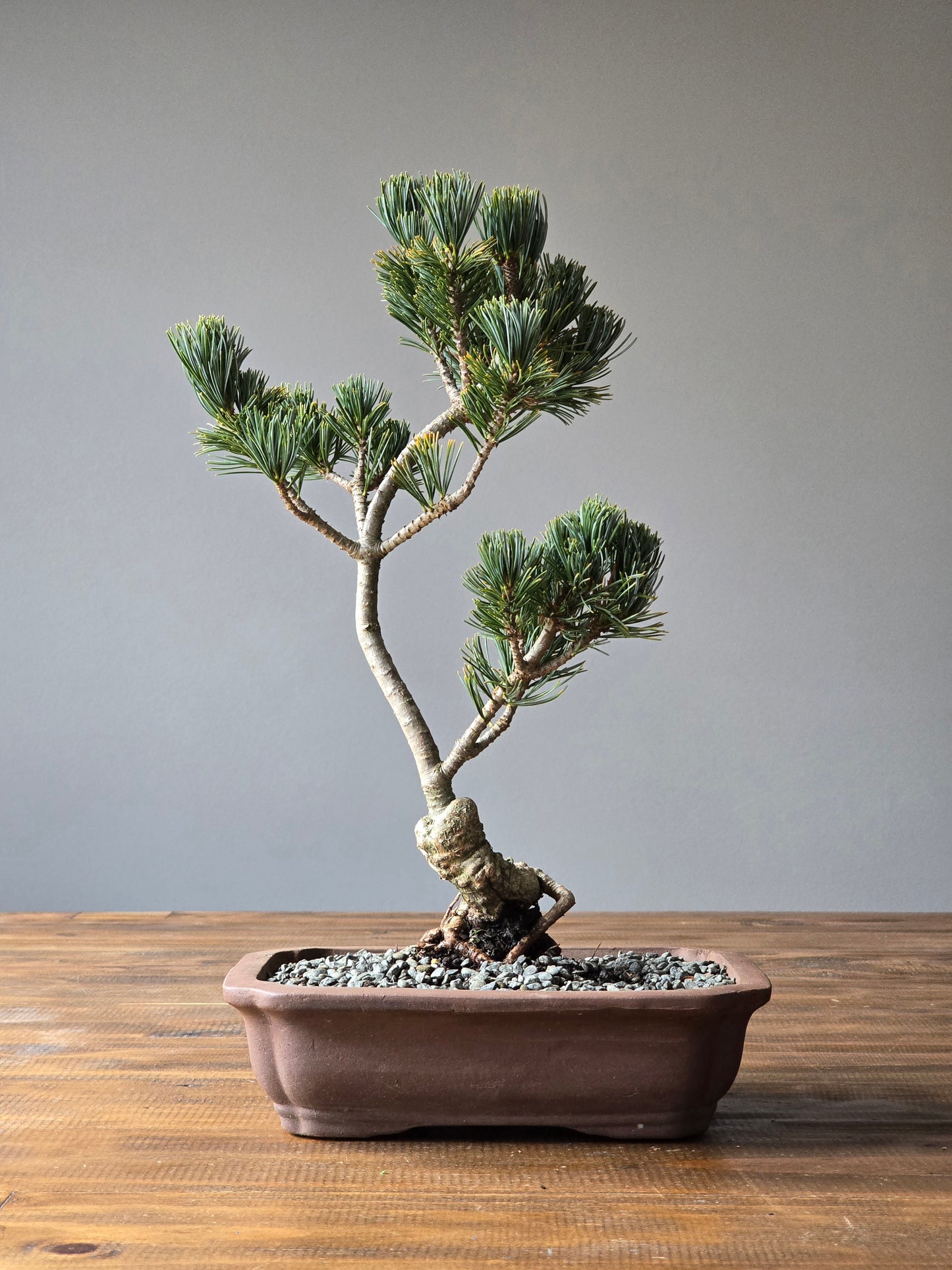 Japanese White Pine (Fukai)