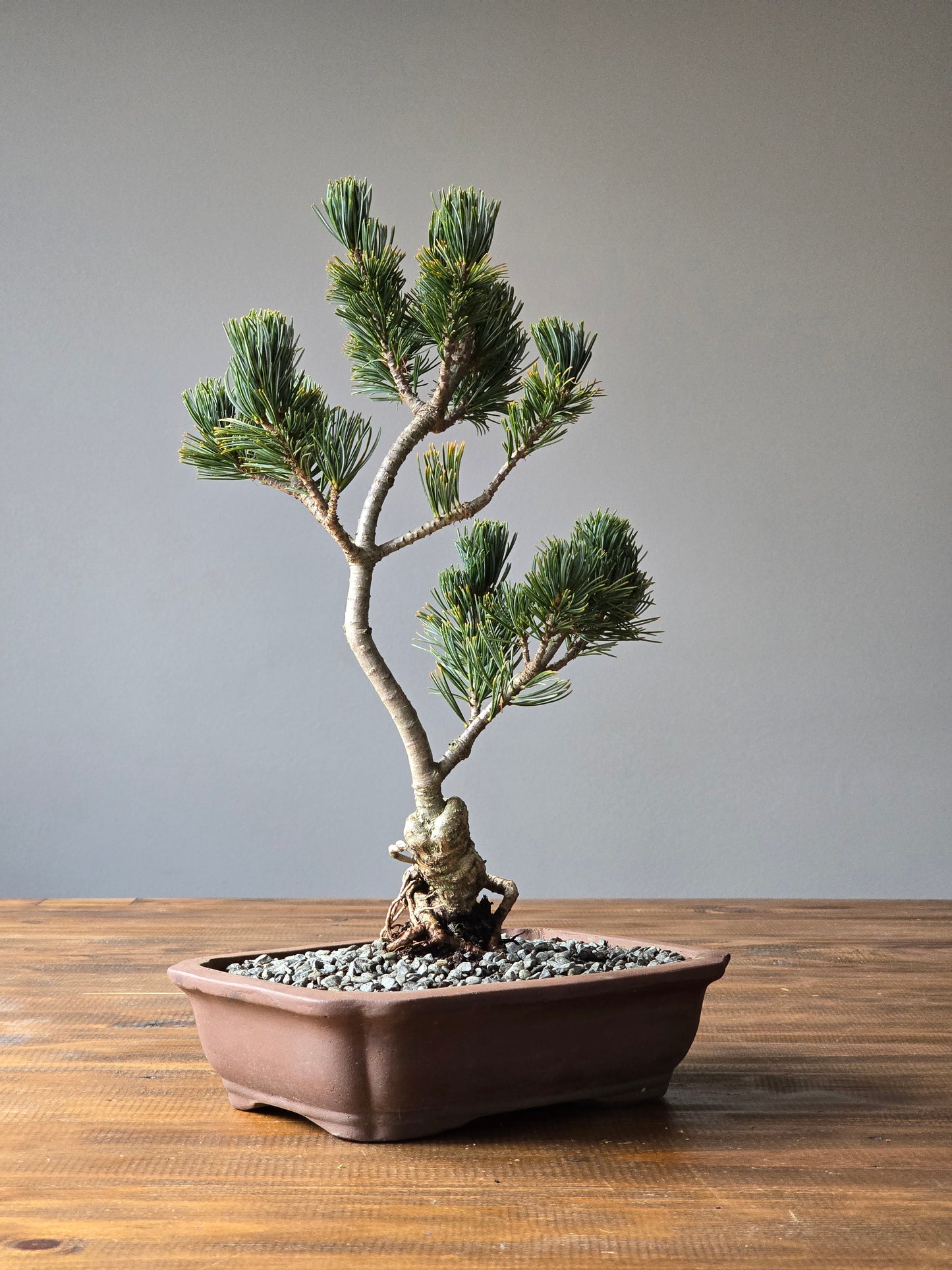 Japanese White Pine (Fukai)