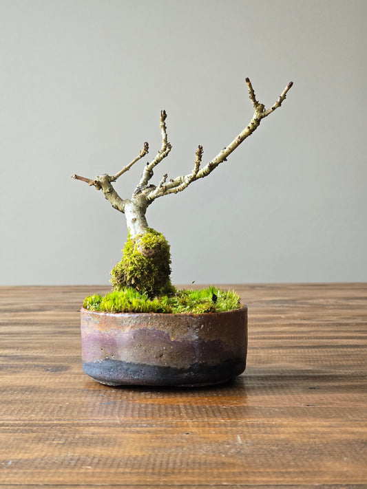 Desert Ash Bonsai with handmade pot