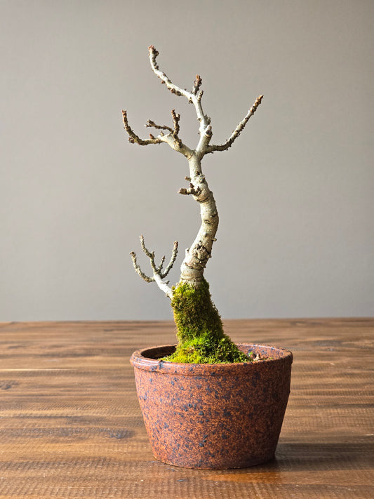 Desert Ash Bonsai with handmade Japanese pot