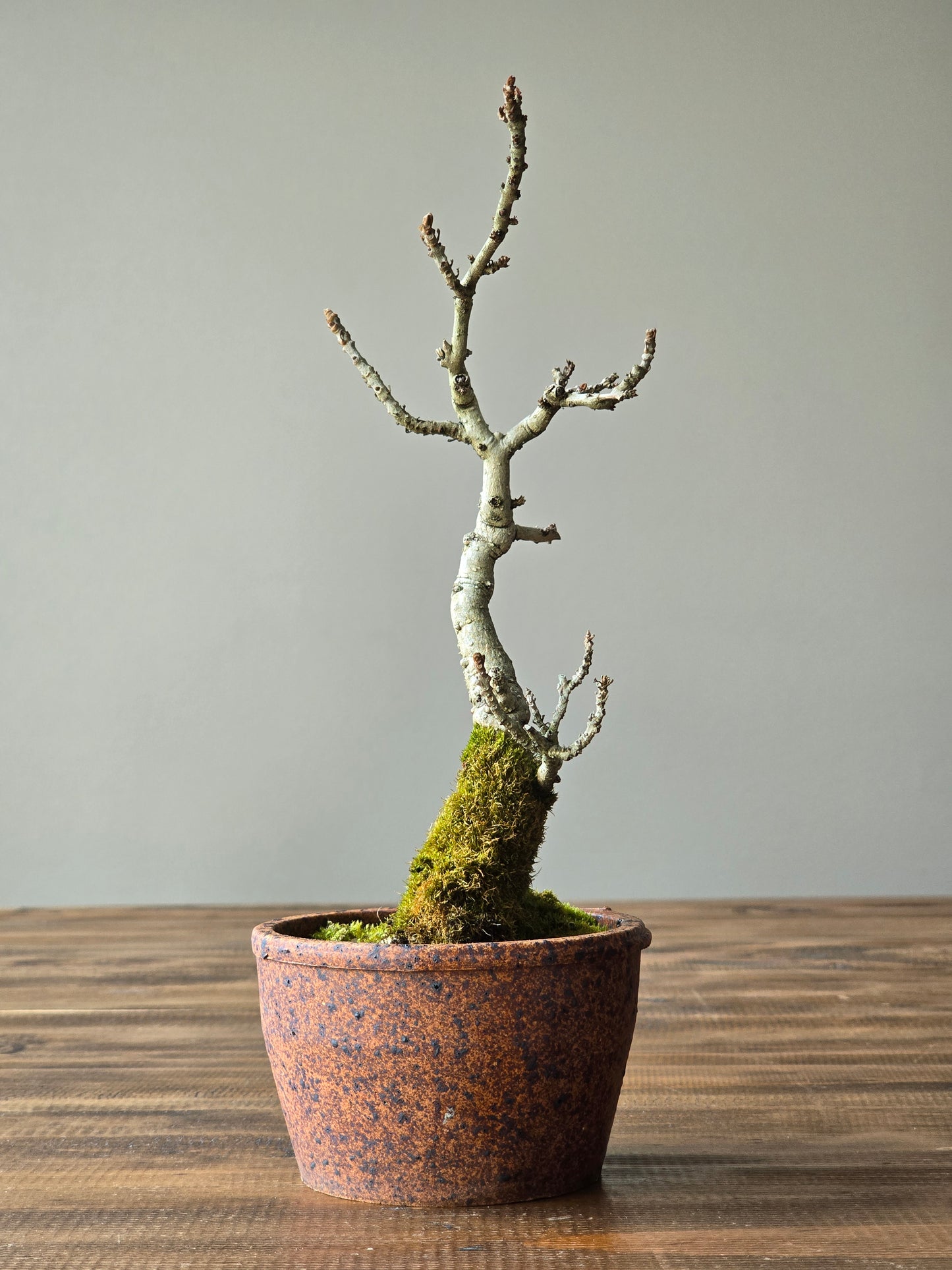 Desert Ash Bonsai with handmade Japanese pot