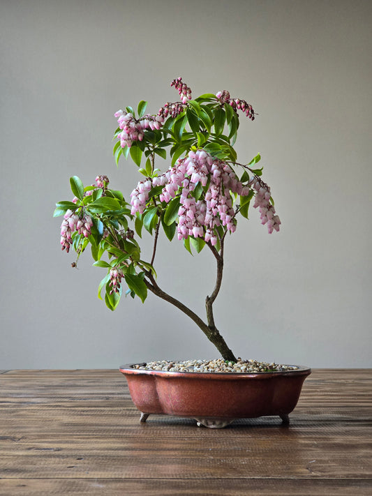 Pieris Japonica Bonsai