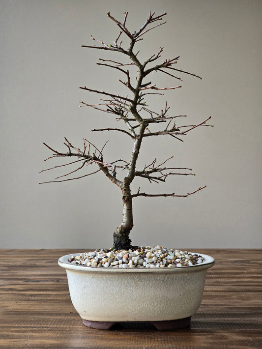Chinese Elm Bonsai #008