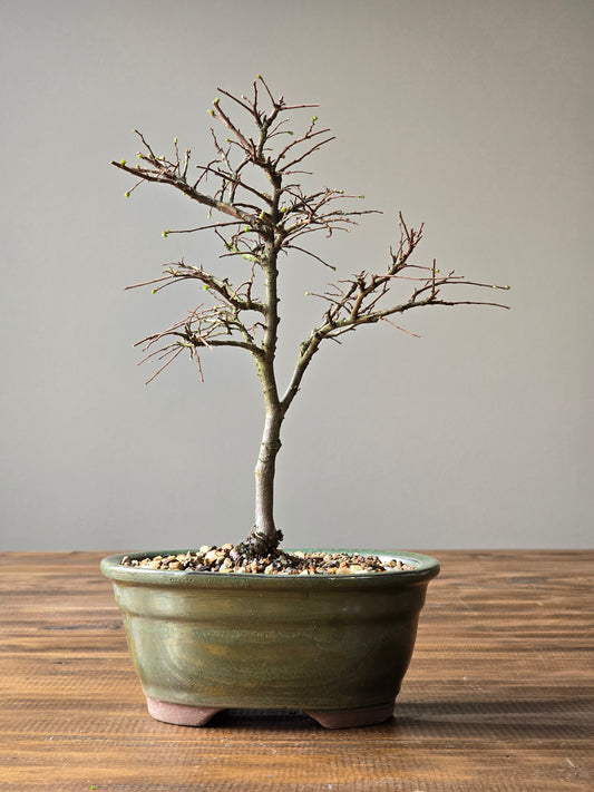 Chinese Elm Bonsai #009